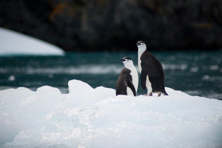Pinguins